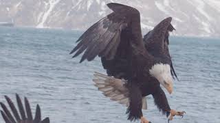 Only one Second - Eagle landing in magnificent detail- High speed cam