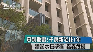 買到地雷！千萬新宅住1年　牆滲水長壁癌　蟲蟲危機