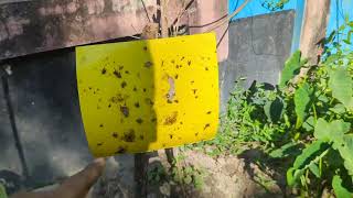 বেগুন গাছের পোকামাকড় দমনের জৈবিক পদ্ধতি | Organic controll of various insects of Brinjal plant 🐛🪲