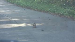 道路に落ちている木の実を持ち去るリス