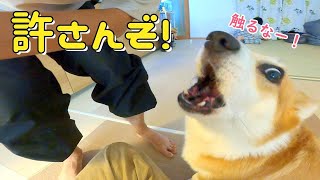 パパと子猫の再会はいいがママとの再会は許せないコーギー