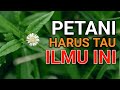 CIRI CIRI TANAH SUBUR DAN TANAH TIDAK SUBUR #pertanian #agriculture #tanahsubur #gulma #unsurhara