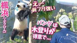 【パンダアイドル楓浜】飼育員さんの前フリに応えてテッペンへ🐼子供から『オ〜イ落ちるなよ』って大歓声（笑）