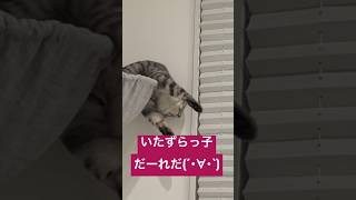 女王猫の集中し過ぎる可愛いイタズラ🐈 #cat #猫 #保護猫 #ねこのいる生活 #shorts