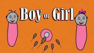What decides the gender of a baby ?