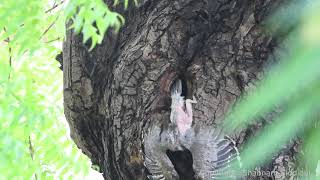 Hornbill chicks leaving nest