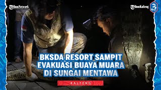 Buaya Muara di Sungai Mentawa Berhasil Dievakuasi BKSDA Resort Sampit dan Komunitas Pecinta Reptil