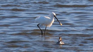 【みずどりの浜公園】ヘラサギ現る！ダイシャクシギ、シロチドリ、カワセミ　#探鳥　#広島市　#野鳥