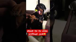 මේ ගානට වත් සැර වෙන්න ඕන රොට්වයලර් උනාම🙃 #pets #rottweiler #animallover #dog #animals #funny