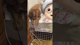 ダル絡みする飼い主に呆れている犬