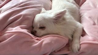 布団で寝る犬のほっこり寝起き/Dog sleeping on futon Wake up on dogs