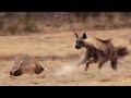 Aardvark (Anteater) Tries to Outrun Hyena in an Epic Chase!