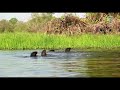 Giant River Otters and Jaguars in Brazil