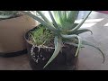 How To Water Living Soil