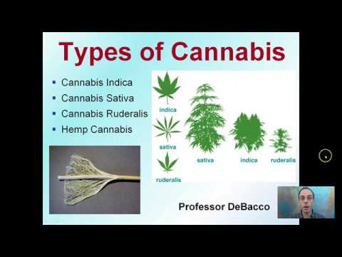 Types Of Cannabis - YouTube