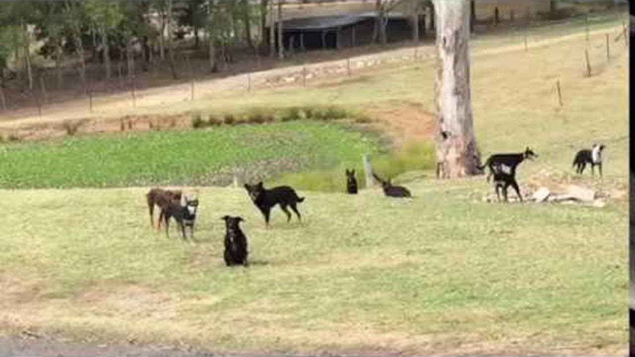 Dogs Do Mannequin Challenge Viralhog Youtube