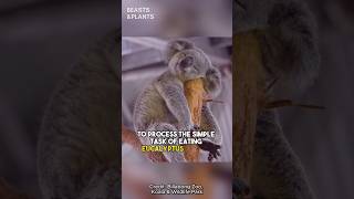 How Evolution Screwed Koala