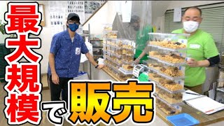 関東最大級の昆虫ショップに大量のクワカブを持っていきました