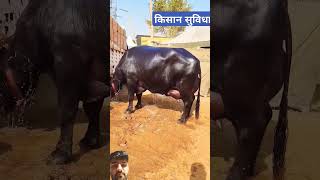 Murrah buffalo big champion Shandar quality#murrah #cow #murrah_buffalo_dairy_farm