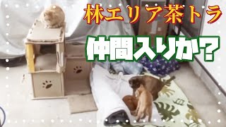 ついに仲間入りか？林エリア茶トラ!いつも腹ペコ★多頭・野良猫・こねこ・サビ猫・縄張り・雨・