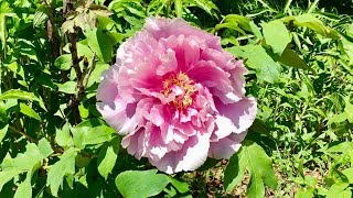 Flower Peony 花花世界 牡丹芍藥2019