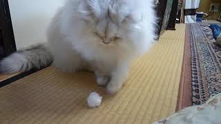 自分の毛玉で遊ぶ猫 The cat which plays with its own fluff ball