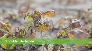 Put Smoulder herbicide to work in the field | BASF