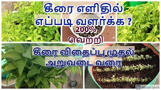 கீரை விதைப்பு முதல் அறுவடை வரை || Growing green amaranthus seed to harvest