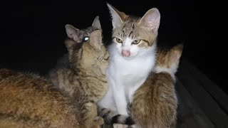 夜の公園で野良猫家族の一家団欒にお邪魔してきた