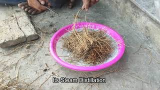 Steam Distillation of Vetiver #1 | What is Steam Distillation | Ruh Khus Oil || Fragrantician