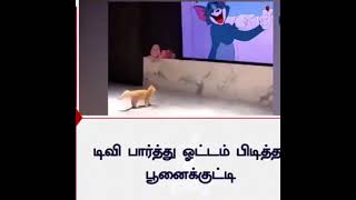 டிவி பார்த்து ஓட்டம் பிடித்த பூனை குட்டி