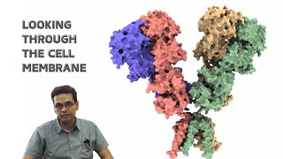 Why study glutamate receptors in the brain? The Laboratory of Membrane Protein Biology explains.