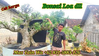 Cek harga bonsai koleksi terbaru mas Tain Wa +62 831-5883-126