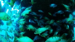 佐渡島ダイビング 北小浦 沈船 ※Sado Island in Japan