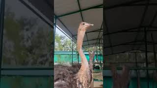 ostrich at Garuda Exotic Birds park Pondicherry 2023