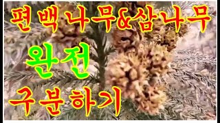 편백나무와 삼나무의비교#편백나무#삼나무