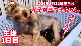 2024年5月12日生まれ・花子の三つ子ちゃん【生後1日目】《チャオカーネ》