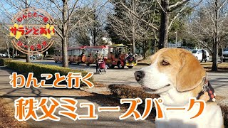 【ビーグル犬】わんこと行く 秩父ミューズパークに行ってきました！