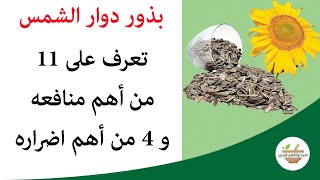 فوائد واضرار بذور دوار او عباد الشمس | سلاح ذو حدين