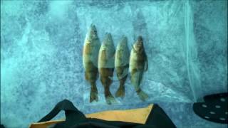 Underwater Ice Fishing, Hope Lake AB Canada (Perch)