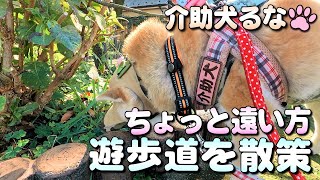 【柴犬介助犬】ちょっと遠い方の遊歩道散策［柴犬介助犬るな］