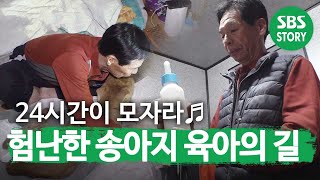 하루 24시간이 모자란 송아지 육아의 길!ㅣ순간포착 세상에 이런 일이(Instant Capture)ㅣSBS Story