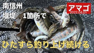 ●一つの堰堤での数釣り●　渓流釣り　餌釣り　アマゴ　イワナ　mountain stream fishing Japan 長野県　南信州　2022年4月1日