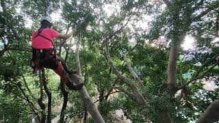 攀樹 / 擺盪至低枝幹/ swing to lower branch / swing and release