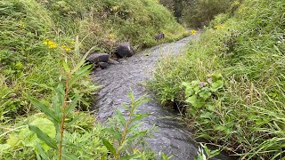 コンクリート水路で力強く生きる魚たちを探す【ガサガサ】