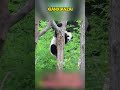 你永远无法知道贤贤崽速度有多快 panda pandafushun cute funnypanda animals 大熊猫 大熊猫 funny adorablepanda