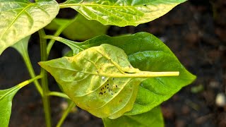 শাক পাচলিৰ মোৱা পোক (aphids) প্ৰতিৰোধ ককা জৈৱিক উপায়।