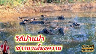 วิถีบ้านป่า ชาวนาเลี้ยงควาย ณ โบราณนานมา / อีสานสำมะปี๋ มะลำมะลอย ep.441