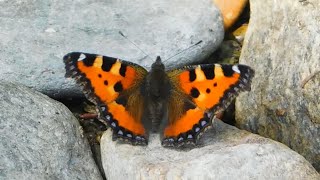 aglais urticae 4 - butterflies of Greece