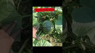 Ashoka Seeds F1 Hybrid Pumpkin 4002